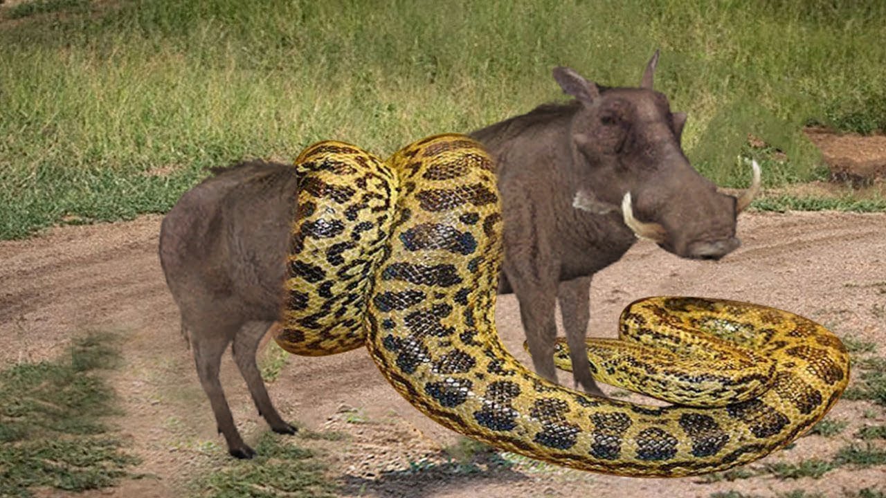 Nəhən ilan donuzları belə uddu-ŞOK görüntü