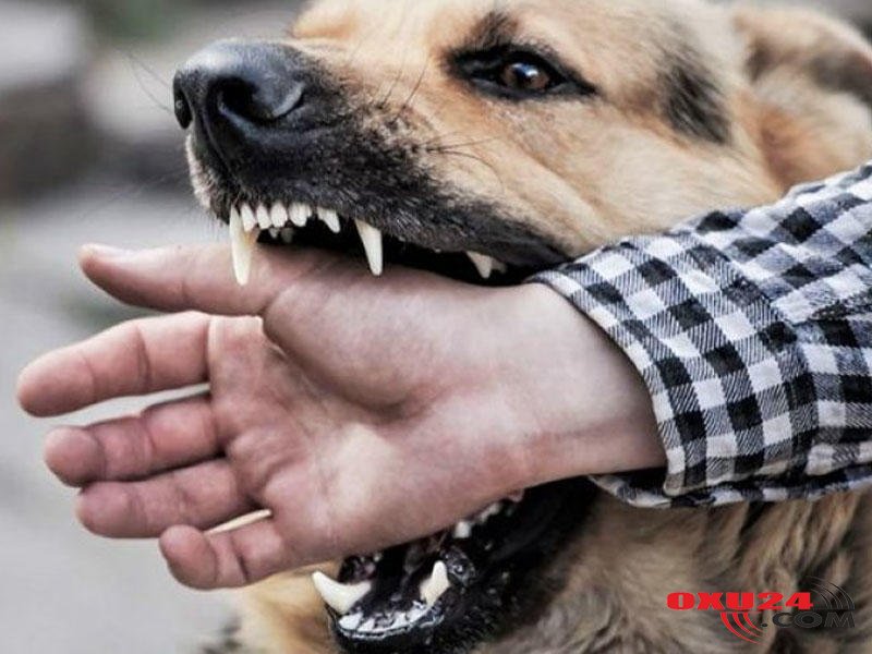 Sonu ölüm olan QUDUZLUQ - Əlamətləri, müalicəsi, yardım