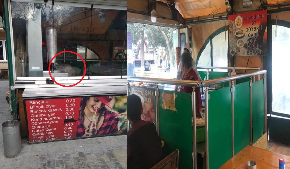 Bakıda restoranda İYRƏNCLİK! Əhaliyə satılan dönəri pişik yeyir