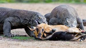 Dəhşətli görüntü: Vahiməli heyvan şikarına belə hücum etdi