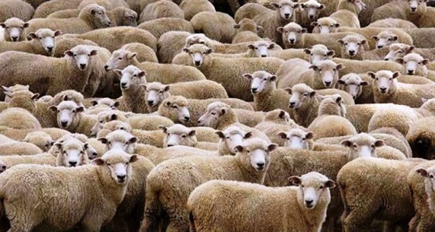 Azərbaycanda dəhşət! Canavar qoyunları belə parçaladı