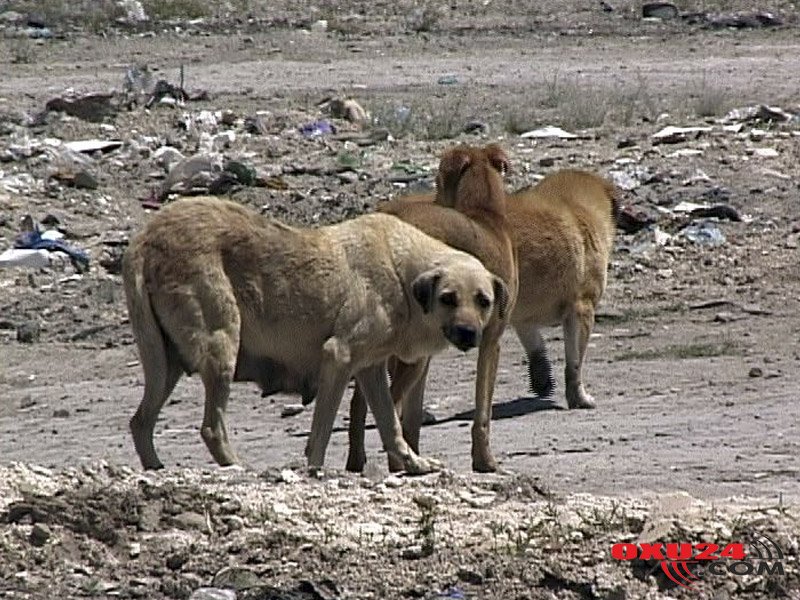 Bəziləri küçə itlərini öldürməyi qəddarlıq və günah sayırlar. Düzgün mövqe nədir?