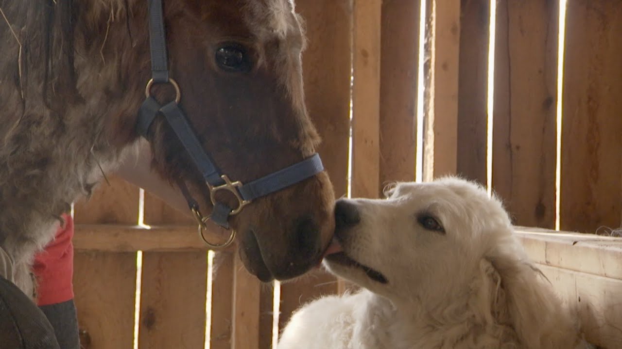 Atla itin bu GÖRÜNTÜSÜ  rekor qırır