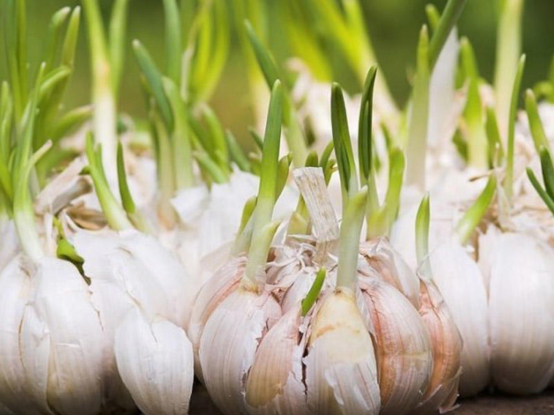 Cücərmiş sarımsağı qəti zibil qabına atmayın! – inanılmaz faydaları