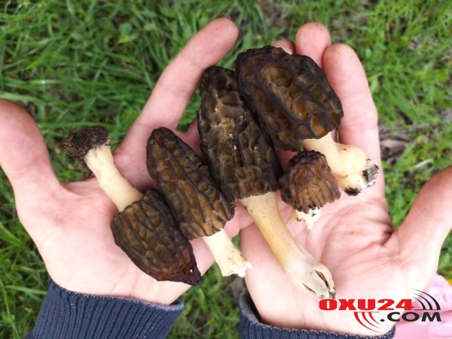 Görün piknik edərkən nə tapdı? - Sərvət dəyərində..