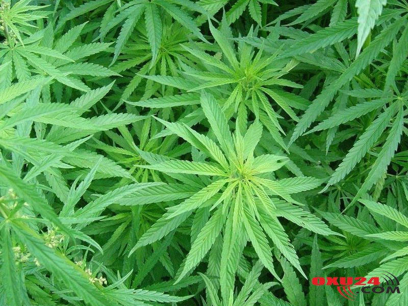 Yaşadığı evdən heroin, marixuana, çətənə kolları tapıldı