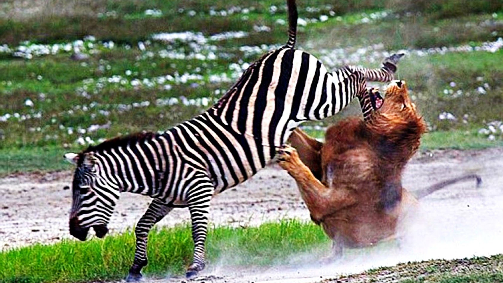 İnanılmaz anlar: Zebra ona hücum edən aslanı dişləyib ölümcül etdi