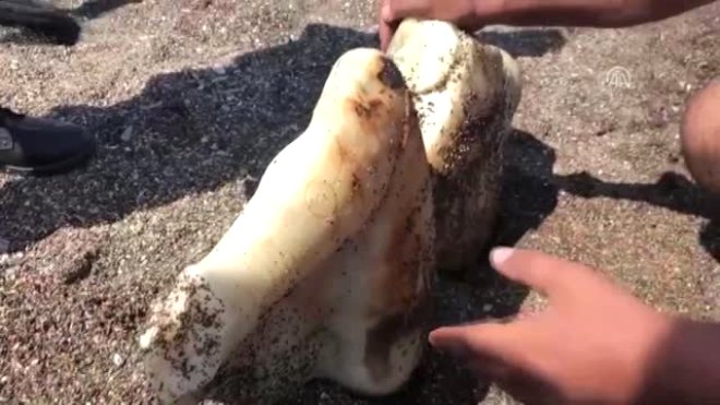 Dənizdən aslan qadın çıxdı... - Şok fotolar