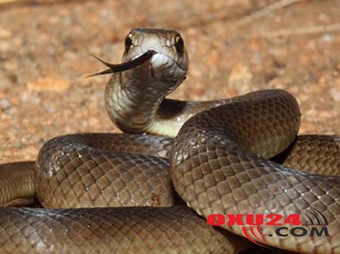 İlanlar Bakı kəndlərinə hücuma keçdi: 4 nəfər xəstəxanalıq oldu