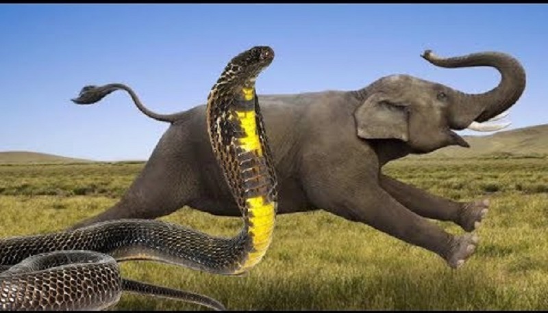 İnanılmaz görüntü! İlan nəhəng fili öldürdü