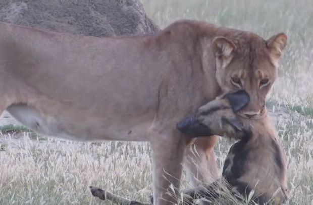 Vəhşi it özünü ölülüyə vurdu, aslanın əlindən qurtuldu