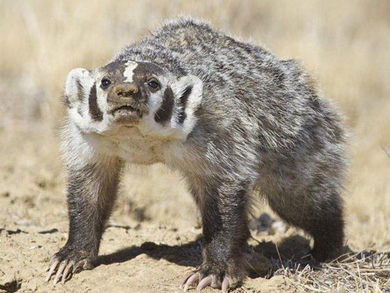 Rusiyada quduz porsuq magazaya soxularaq, üç nəfəri yaralayıb