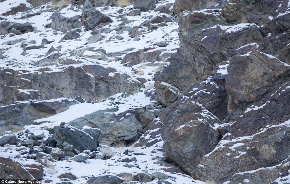 Fotoda heyvan harada gizlənib?