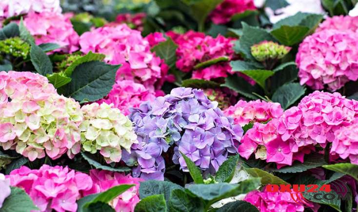 Sabahın havası - 27 dərəcə isti olacaq