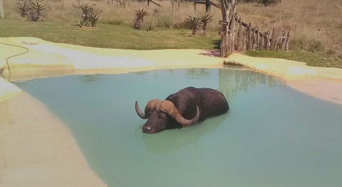 Bu görüntülər hər kəsi şoka saldı: Camış suyun altında belə üzür