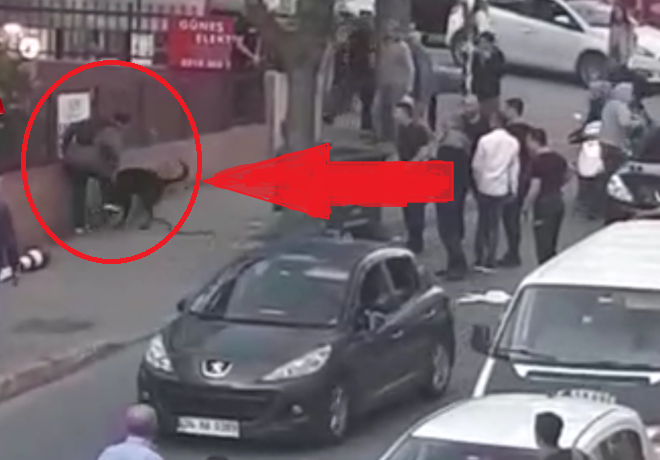 Yaralı itə NARKOZ VERDİLƏR: Görün nə baş verdi