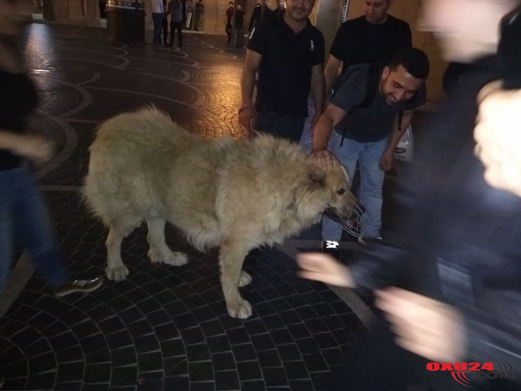 \\\"Tarqovıy\\\"da gecə qorxulu anlar:Nəhəng canlı insanları vahiməyə saldı