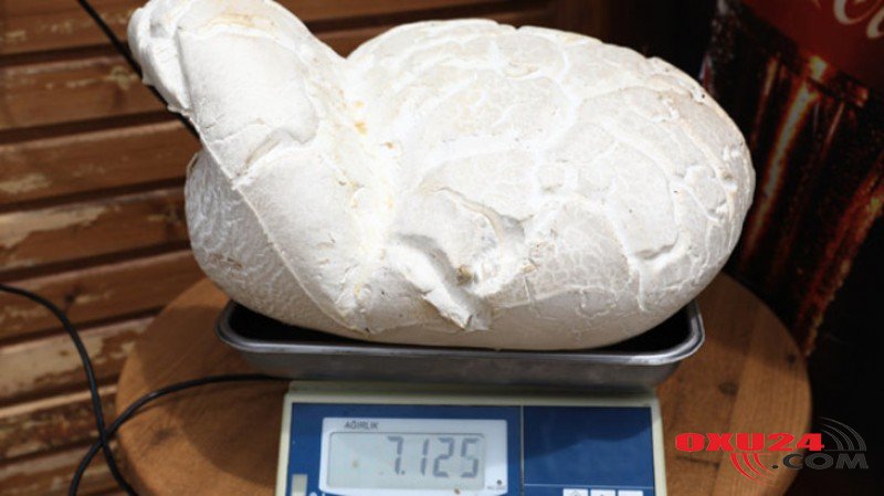 Meşədə TAPILDI - Görənlər İNANMIRLAR / Fotolar