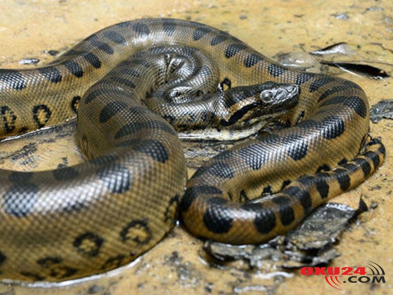 Şəkər və infarktdan qorunmağın ən asan yolu - Yaşıl almanın faydaları