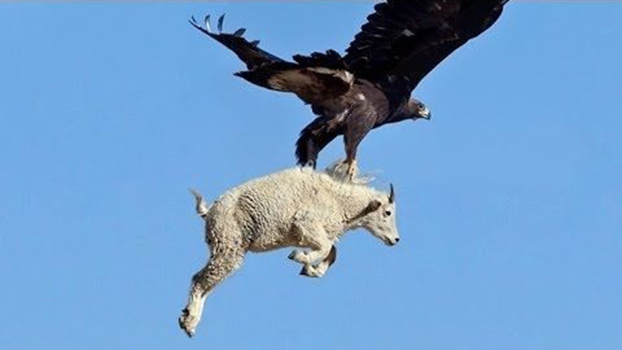 Dəhşətli görüntü: Qartal böyük dağ keçisini caynağında göydə apardı