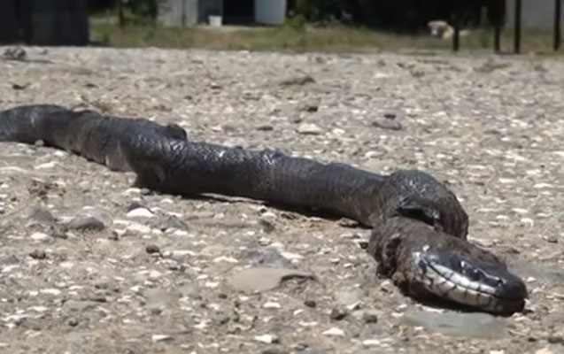 Bakıda məktəb həyətində şagirdi ilan vurub?