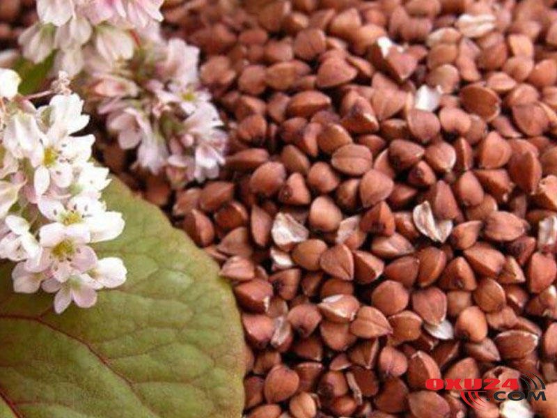 Pəhriz menyularının vazkeçilməz qidası - Qarabaşağın heç yerdə rast gəlməyəcəyiniz faydaları