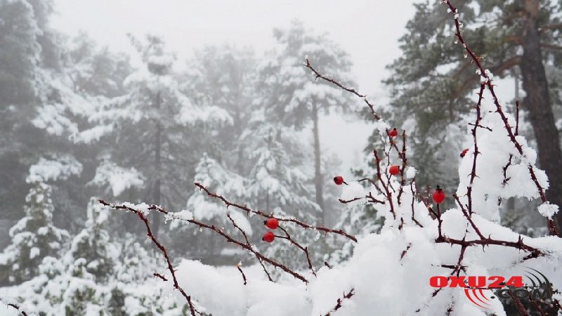 Rusiyada qar yağıb