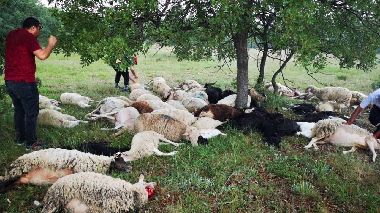 Qorxunc görüntü: 55 qoyun qan içərisində ağacın altında tapıldı