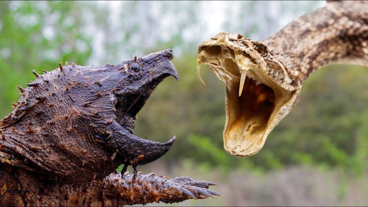 Dəhşətli görüntü: Tısbağa ilanın başını, ördəyin ayağını belə qopardı