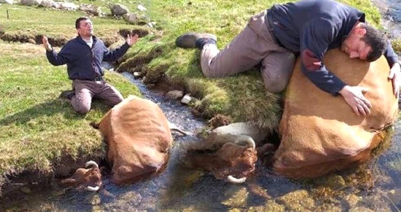 İnəyi suda boğulan kişi onu qucaqlayıb hönkür-hönkür ağladı