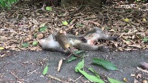 Baby Monkey Clings To Dying Mum As Onlookers Watch