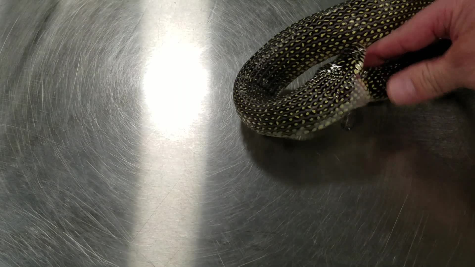 Dəhşətli görüntü! İlan özünü belə yedi