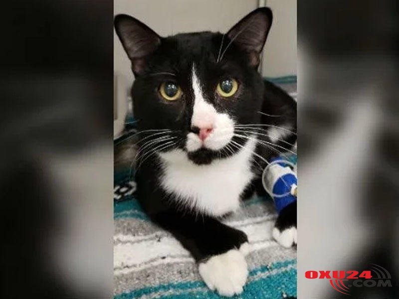 Pişiyi səhvən 35 dəqiqə paltaryuyan maşında yudular