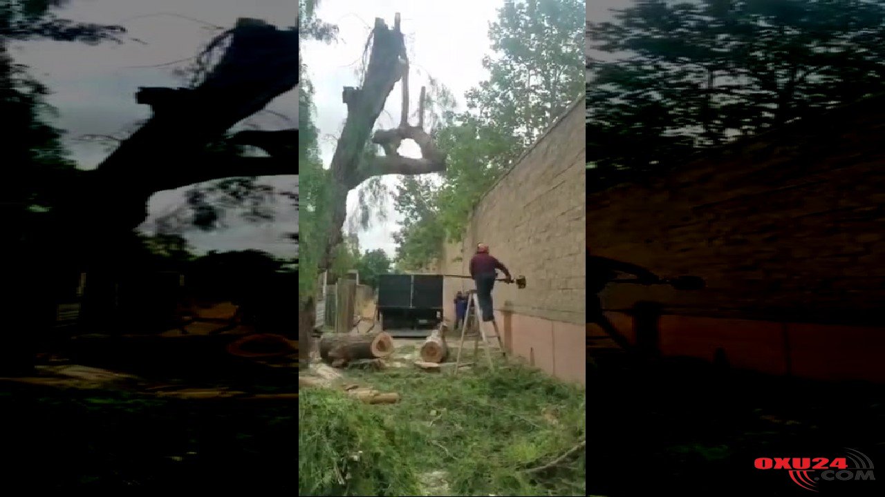 Dəhşətli anlar kamerada: Kəsdiyi ağacın altında qalıb öldü