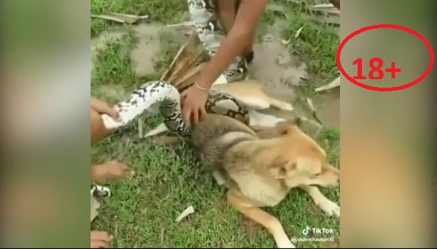 Dəhşətli görüntü:Piton ilanı iti diri-diri udur