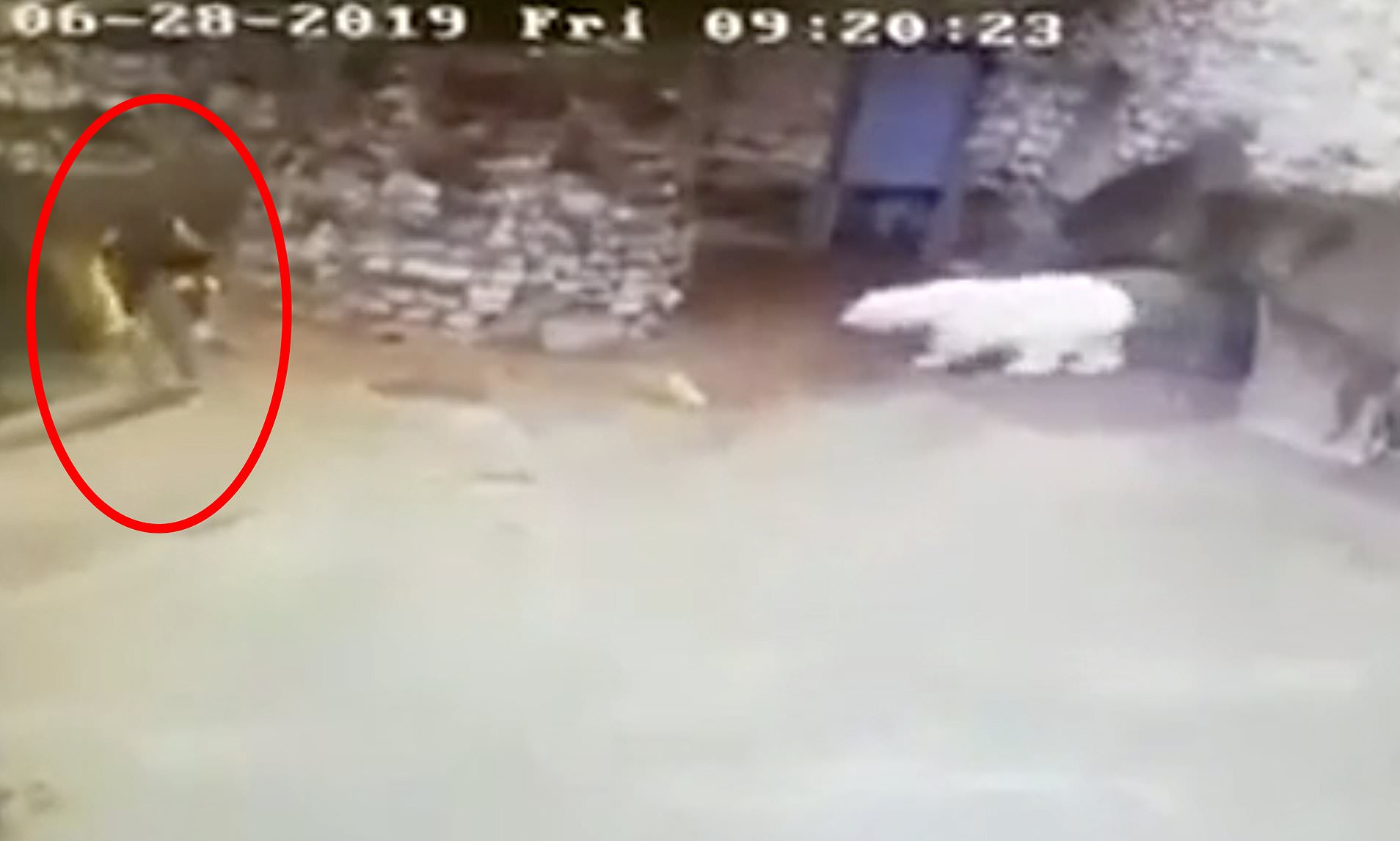 Zooparkda dəhşətli anlar: Ayı qadınlara hücum etdi