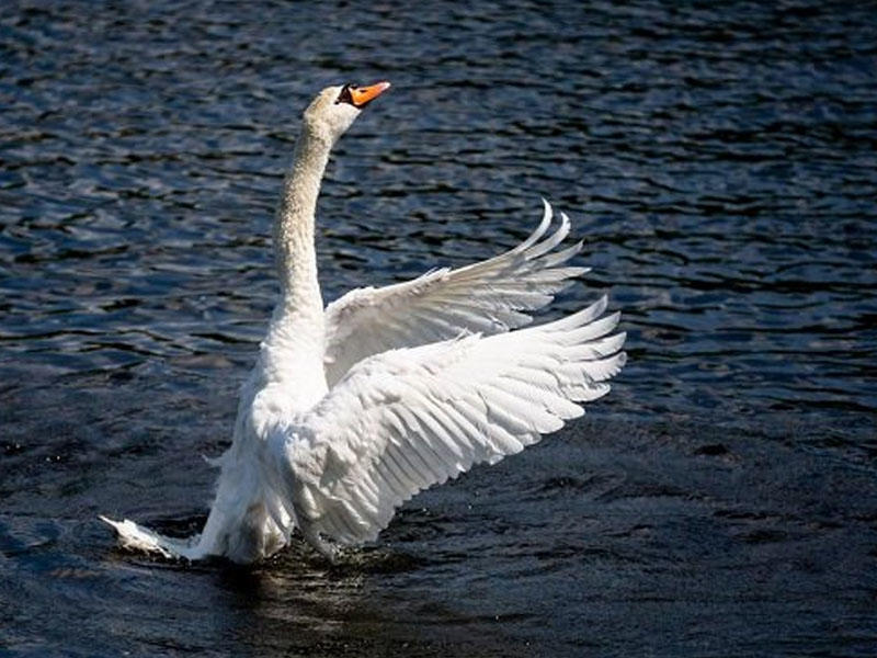 Qu quşu iti öldürdü