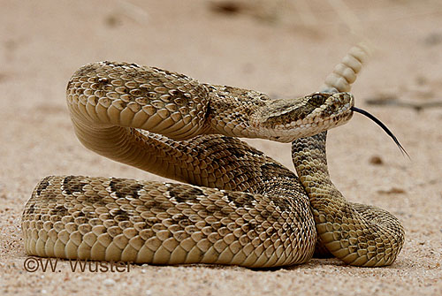 2019-07/1562490873_13-12-17-crotalus-viridis1ww.jpg