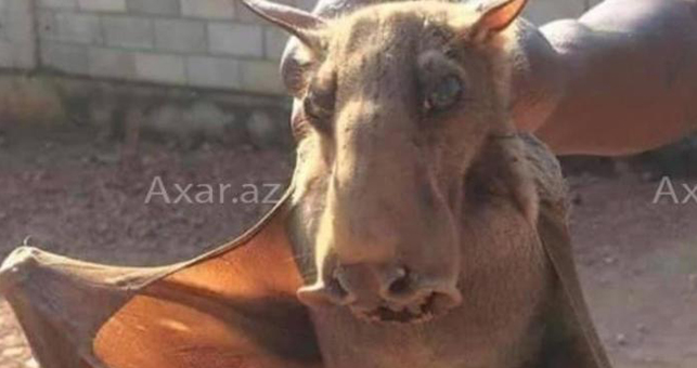 Bakıda qeyri-adi yırtıcı heyvan tapılıb – Foto