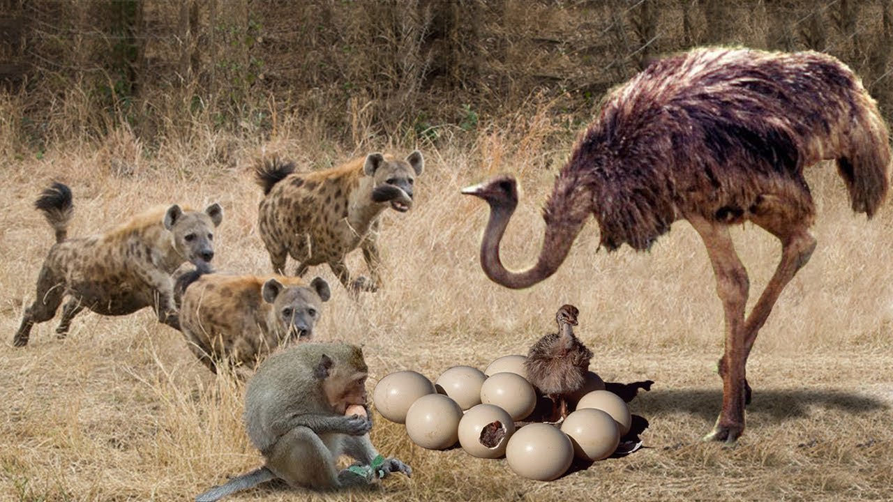 Meymun dəvəquşunun yumurtasını oğurladı, görün nələr baş verdi