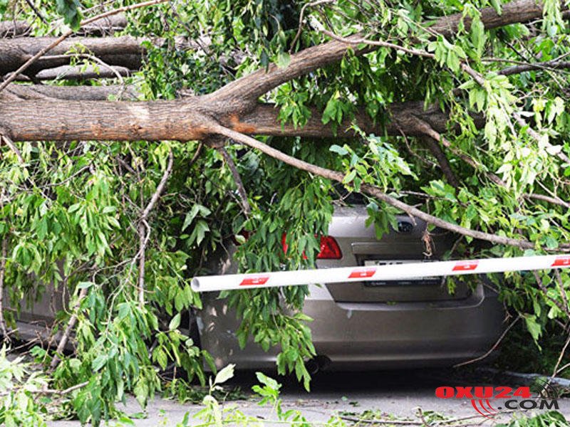 Bakıdakı külək 15 ağacı aşırdı - Ehtiyatlı olun