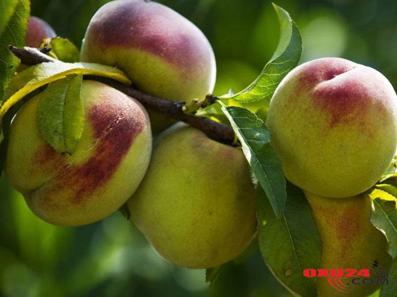 Yayda daha çox şaftalı və banan yeyin, çünki