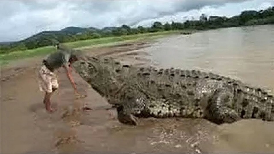Timsah Namaz qılan Adama yaxınlaşdı - Nə etdiyi görənləri şoka saldı