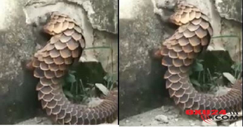 Qorxunc heyvan peyda oldu,divarı dağıdır, insana hücum edir