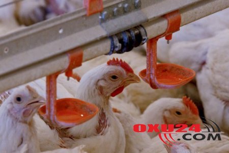 6 ay sonra bazarda yumurta tapmaq olmayacaq! - Toyuqlar tələf edilir