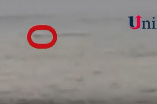 Xəzər dənizində qəribə canlı peyda oldu - İnsanlar vahiməyə düşdü