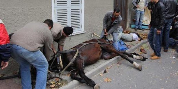 Azərbaycanda QƏRİBƏ HADİSƏ: atını kəfənləyərək dəfn etdi
