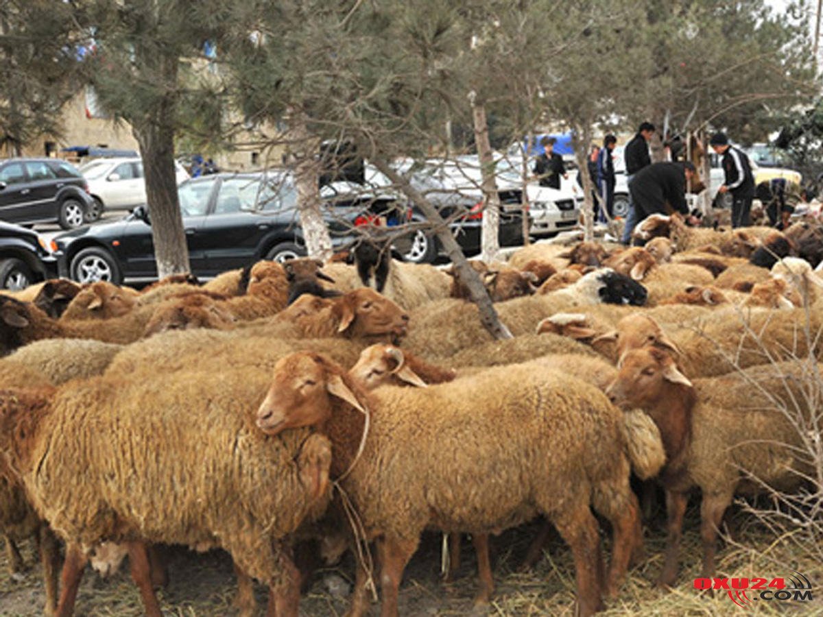 Qurban bayramında heyvan kəsimi ilə bağlı MÜHÜM QƏRAR