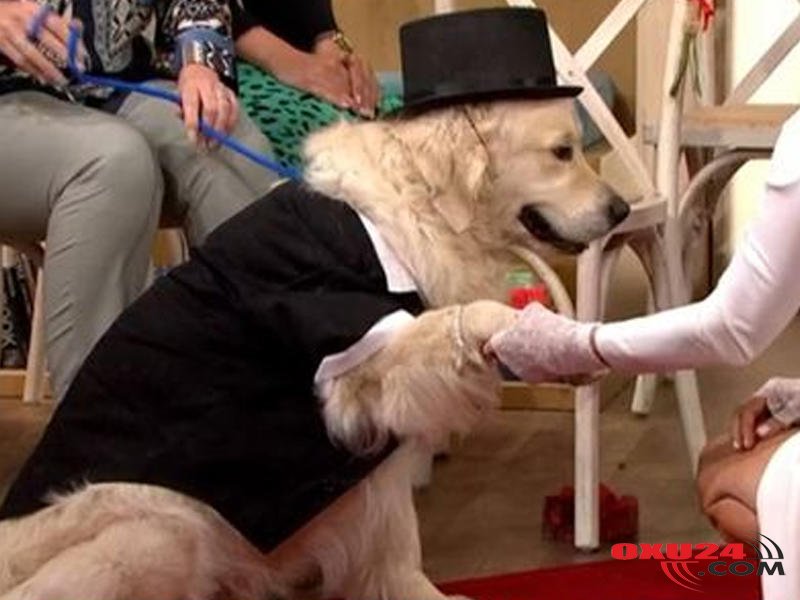 ITV-nin efirində maraqlı anlar - Qız iti ilə evləndi - FOTO