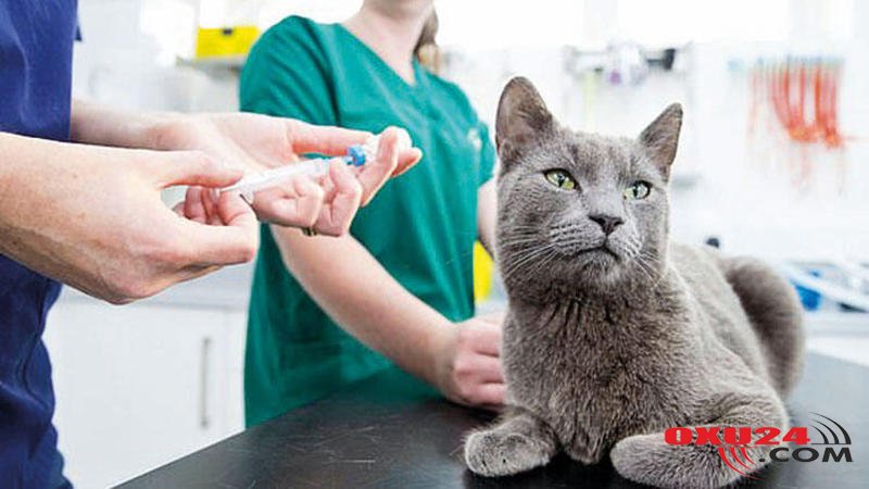 İsveçrə alimlərindən SENSASİYALI KƏŞF: Sən demə pişiklər...